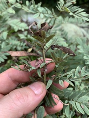 Tephrosia virginiana
