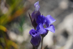 Gentianopsis virgata