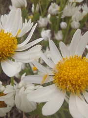 Senecio juergensii