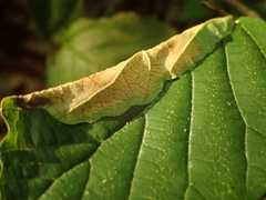 Tortricoidea