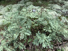 Tephrosia virginiana