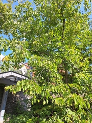 Tilia americana