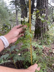 Polemonium foliosissimum
