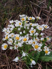 Senecio juergensii