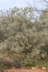 Acacia sibirica