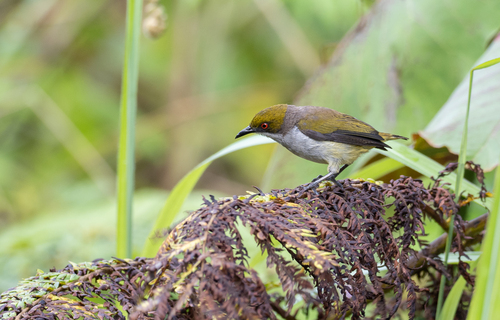 Olive-capped Flowerpecker (Dicaeum nigrilore), photo 6