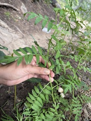 Polemonium foliosissimum