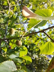 Tilia americana