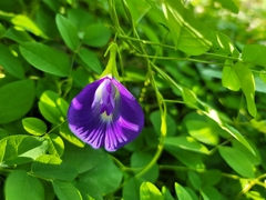 Clitoria ternatea