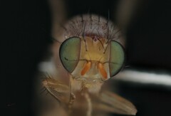 Homoneura occidentalis