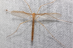 Tricyphona