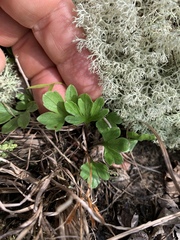 Viola pedata