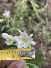 Polemonium foliosissimum