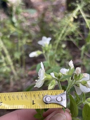 Polemonium foliosissimum