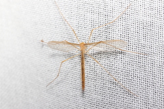 Tricyphona