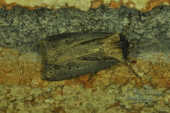 Agrotis venerabilis