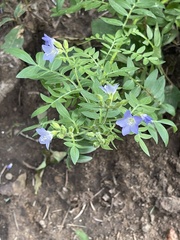 Polemonium foliosissimum