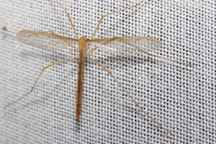 Tricyphona