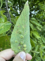 Pachypsylla celtidisumbilicus