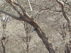 Phoeniculus purpureus