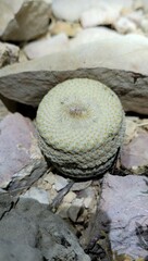 Epithelantha bokei