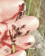 Schoenoplectus tabernaemontani