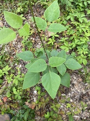 Desmodium laevigatum