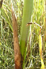 Schoenoplectus tabernaemontani