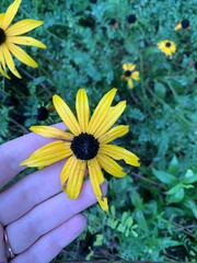Rudbeckia fulgida
