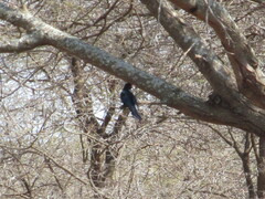 Phoeniculus purpureus