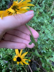 Rudbeckia fulgida