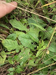 Salvia lyrata