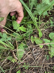 Salvia lyrata