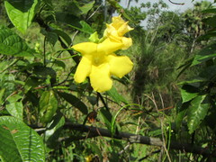 Mandevilla