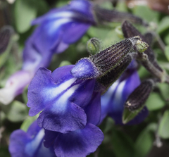 Salvia thymoides