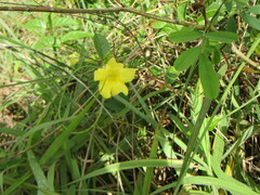 Mandevilla