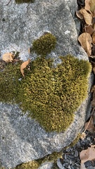 Tortula muralis