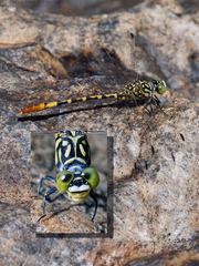 Austroepigomphus turneri