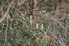 Ptilotus nobilis