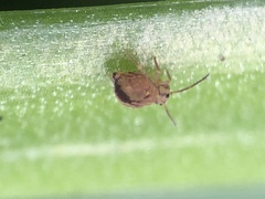 Dicyrtomina