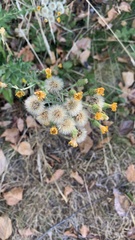 Hieracium lachenalii
