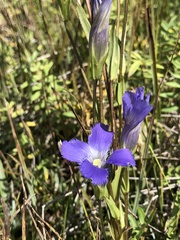 Gentianopsis