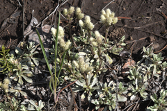 Antennaria parvifolia