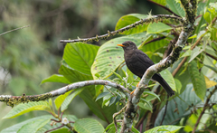 Turdus poliocephalus