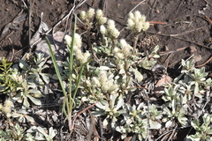 Antennaria parvifolia