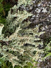Cladonia squamosa