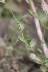 Ptilotus nobilis