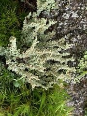 Cladonia squamosa