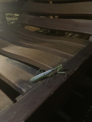 Stagmatoptera septentrionalis