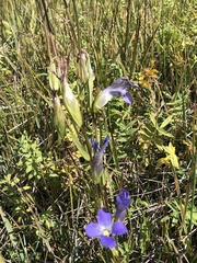 Gentianopsis